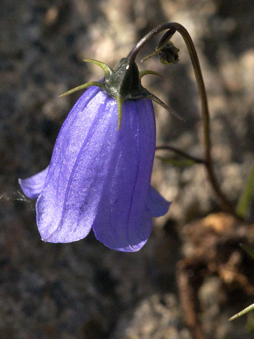 campanula-cochleariifolia Campanula cochleariifolia (M), Zwergglockenblume, Gartenglockenblume