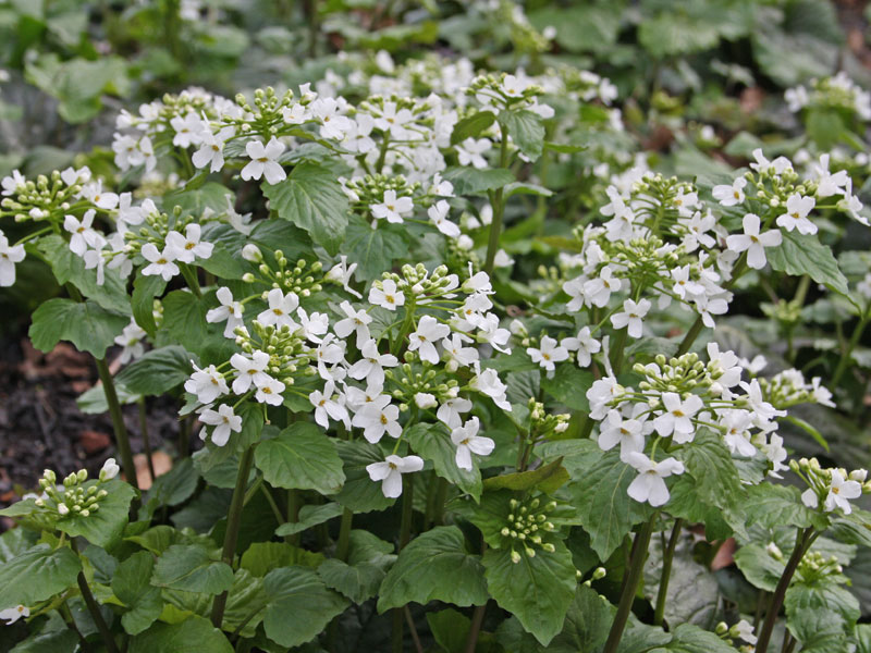 Eine Pachyphragma macrophylla in einem Beet