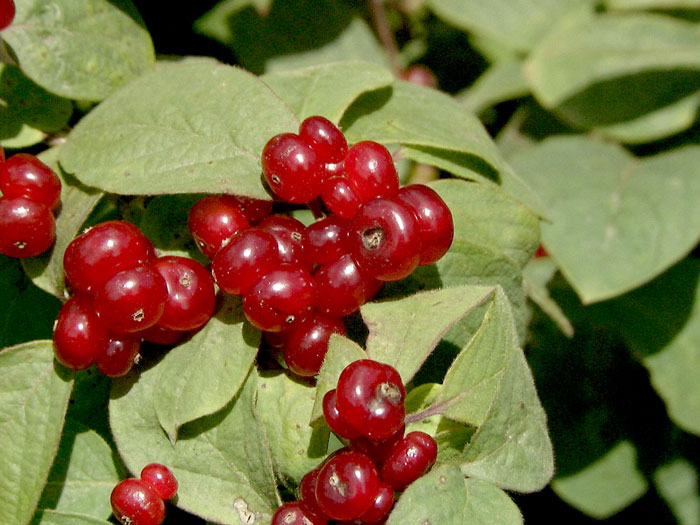 lonicera-claveys-dwarf55599bbddc709