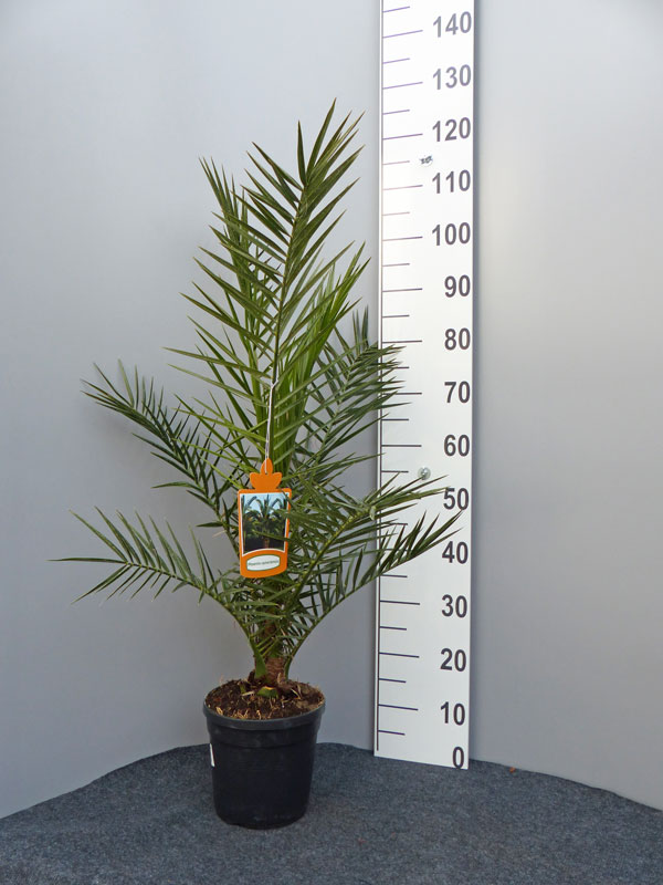 phoenix-palme Dattelpalme als Pflanze im Topf