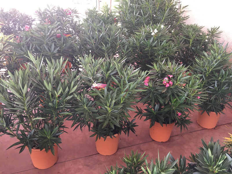 oleander-nerium-rosa Nerium oleander, Oleander - Rosa