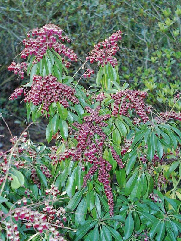 Wuchs Pieris japonica Valley Valentine