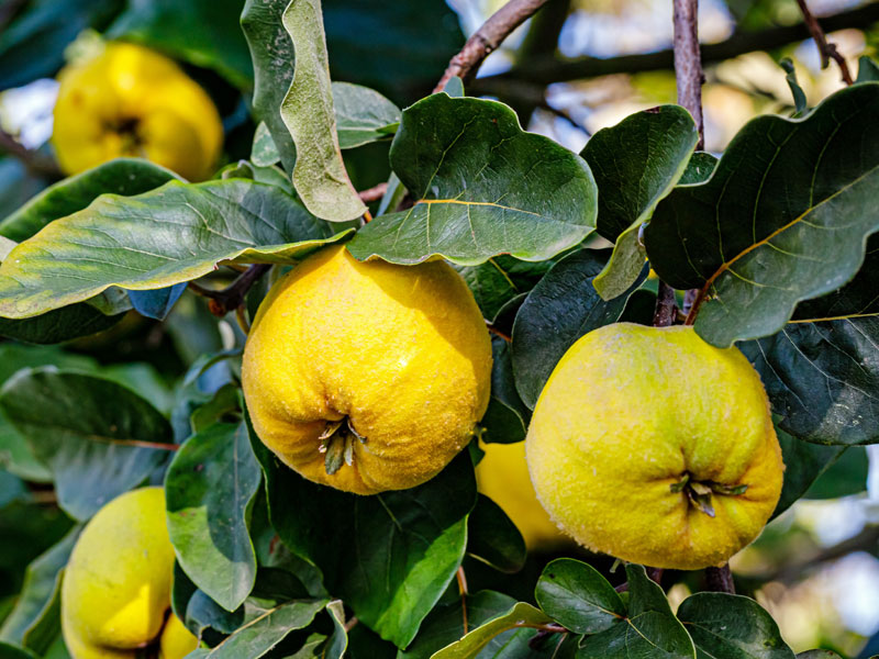 Zwei Quitten der Sorte Konstantinopler an einem Baum haengend