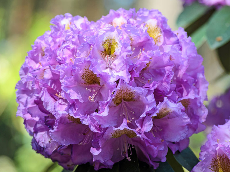 Nahaufnahme der Bluete des Rhododendron Fastuosum Flore Pleno