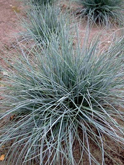 festuca_cinerea_azurit_40343_0 Festuca cinerea 'Glaucantha' (M), Blau-Schwingel