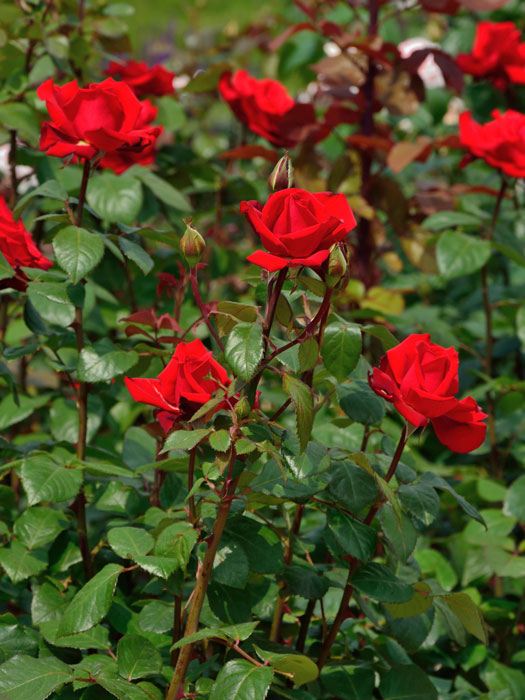 grand-amore Rosen Grand Amore