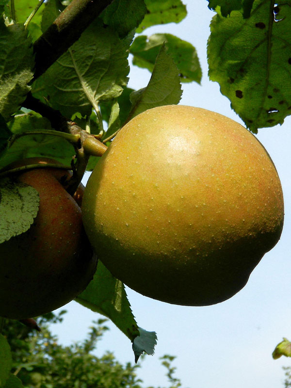 schoener-van-boskoop Boskoop, Apfel U-Spalier