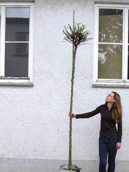 catalpa-nana-hochstamm Catalpa bignonioides nana, Kugel-Trompetenbaum - Hochstamm  - XXL-Produkt