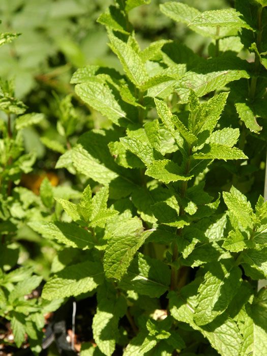 mentha-marokko Marokkanische Minze, Mentha spicata v. crispa 'Marokko'
