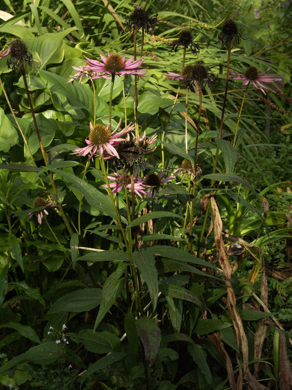 echinacea-pica-bella Echinacea purpurea 'Pica Bella', Scheinsonnenhut
