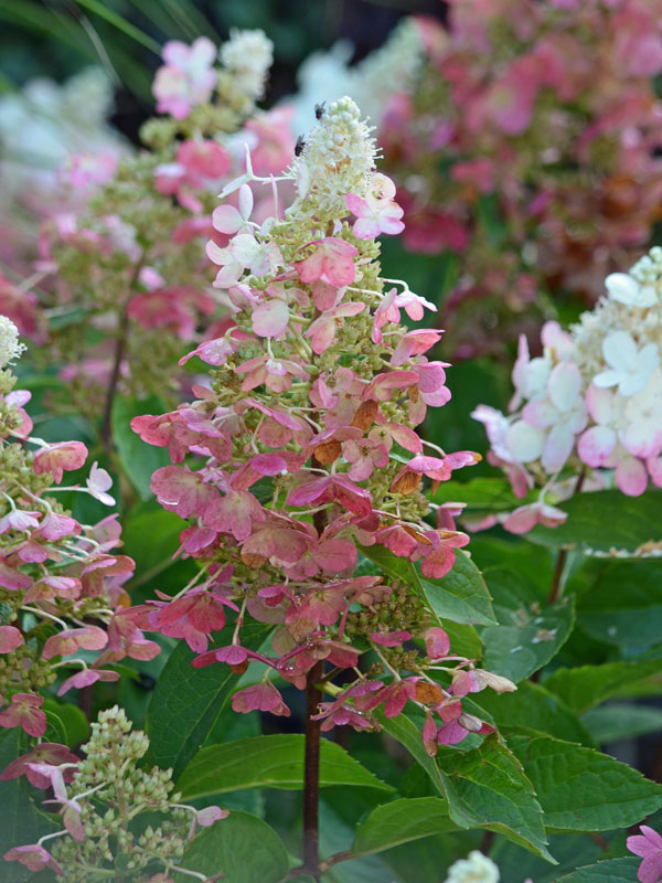 Rot-weisse Rispenbluete der Hortensie Pinky Winky