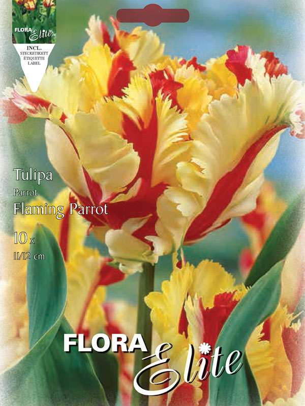 Tulpe-Flaming-Parrot Tulpe Flaming Parrot