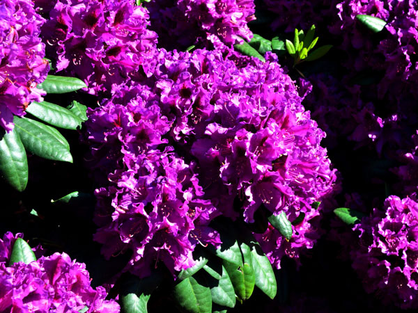 azurro-rhododendron