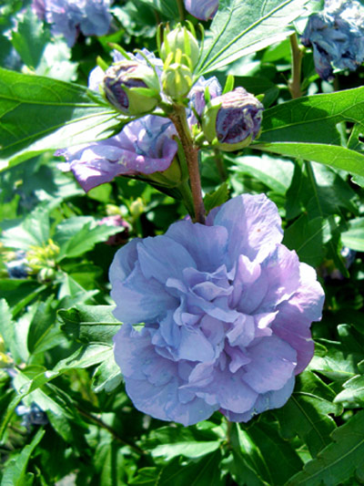 hibiscus_blue_chiffon_4_768_76869_1 Roseneibisch Lavender Chiffon Ast