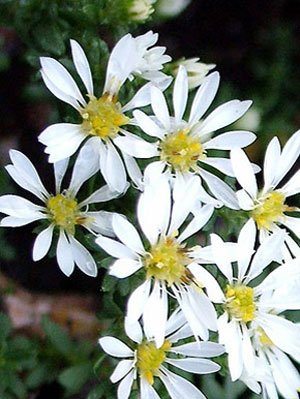 aster_eric_prostratus2_79243_1 Aster ericoides 'Prostratus', kriechende Myrtenaster, Garten-Erika-Aster