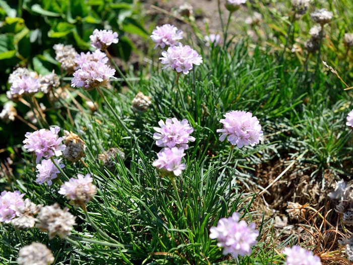 zwerg-grasnelke Armeria caespitosa 'Rosi', Zwerg-Grasnelke