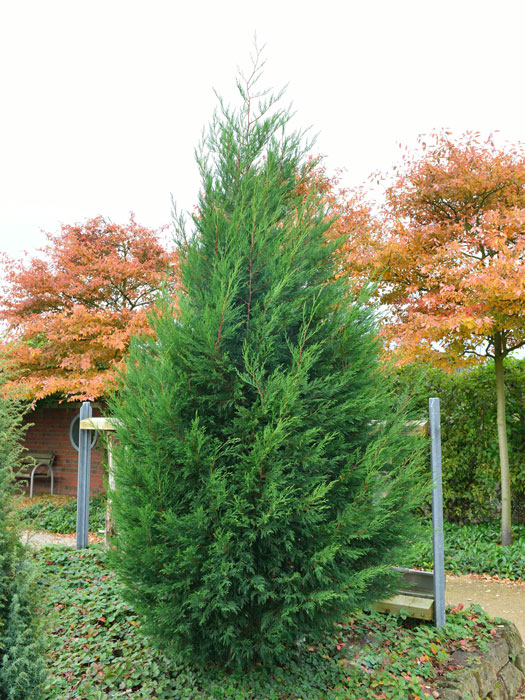 cupressocyparis-leylandii55599cf1a7b8b Die Leylandzypresse als Solitärgehölz