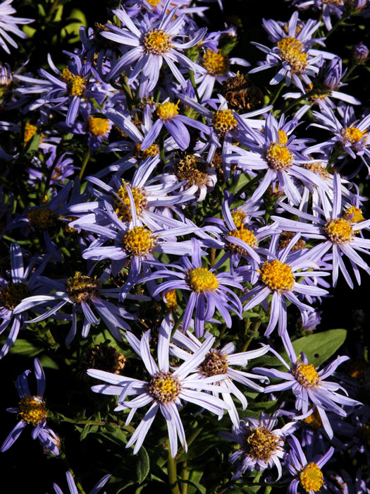 aster-frikartii-wunder Aster frikartii 'Wunder von Stäfa', Berg-Aster, Sommer-Aster