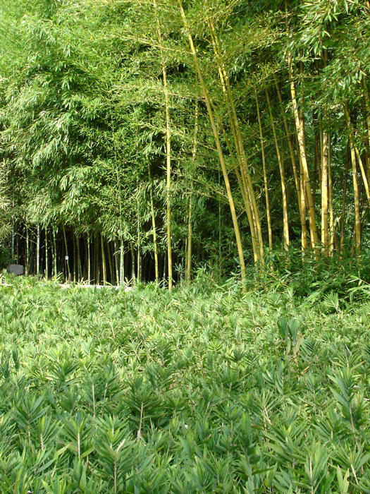 faecherblatt-zwergbambus