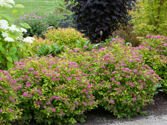 spierstrauch-froebellii Sommerspiere Froebelii Hecke