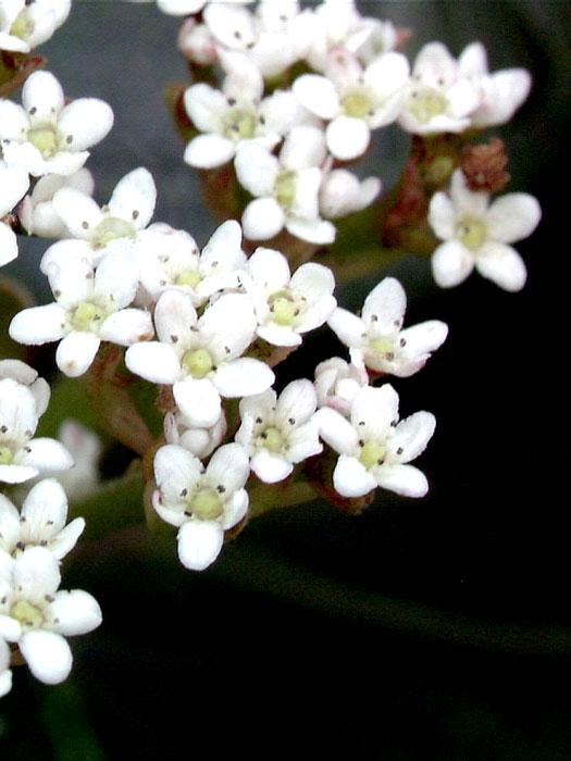 viburnum-davidii-bluete Kissenschneeball Blüte