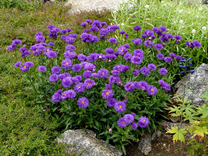 schoene-dunkle-aster