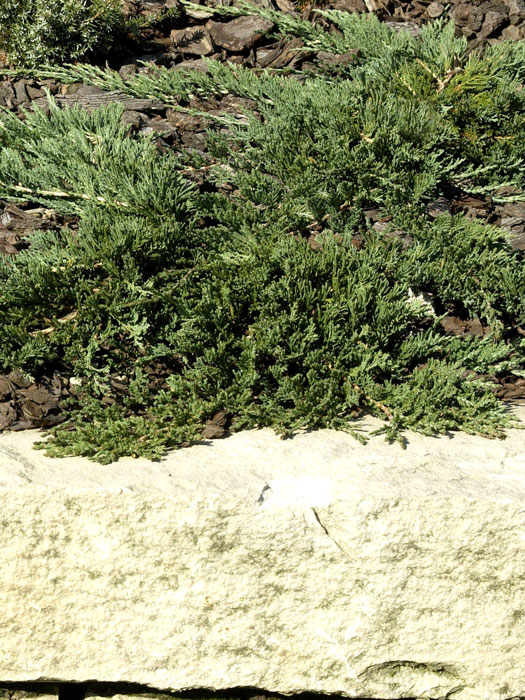 juniperus-glauca Blauer Kriechwacholder Steingarten