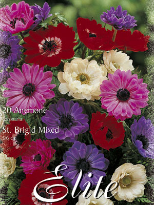 anemone_st_brigid_mix Anemone St. Brigid-Prachtmischung (Art.Nr. 596432)