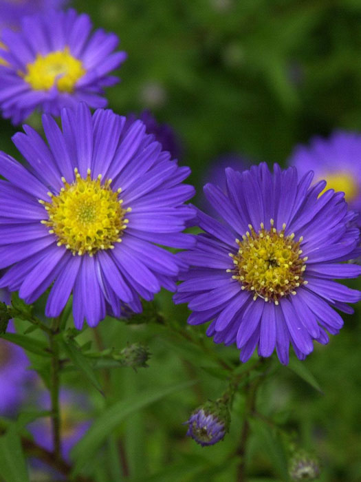aster-schoene-von-dietlikon Aster novi-belgii 'Schöne von Dietlikon', Glattblatt-Aster