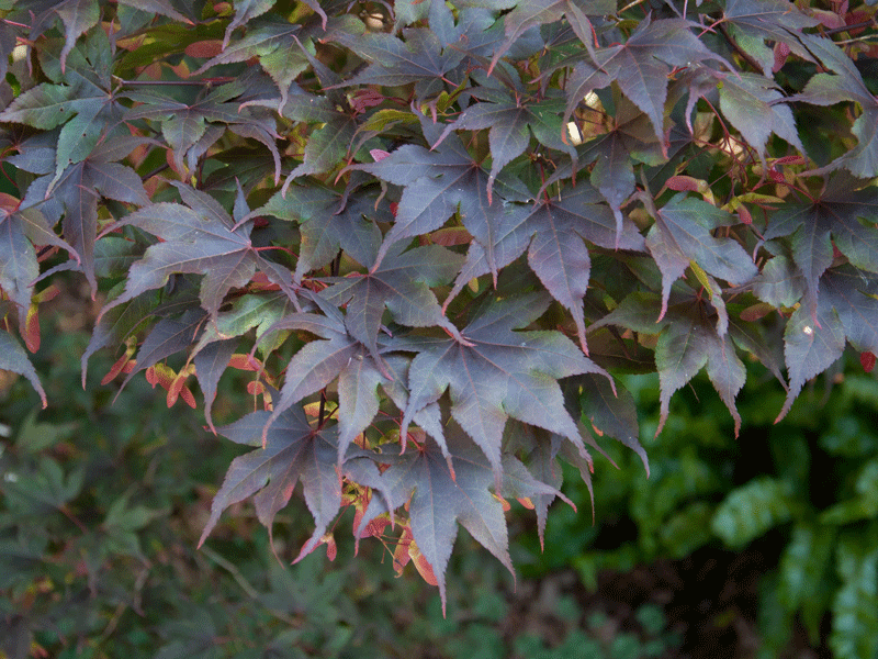 faecherahonr-bloodgood-blat Ahorn Bloodgood Blatt