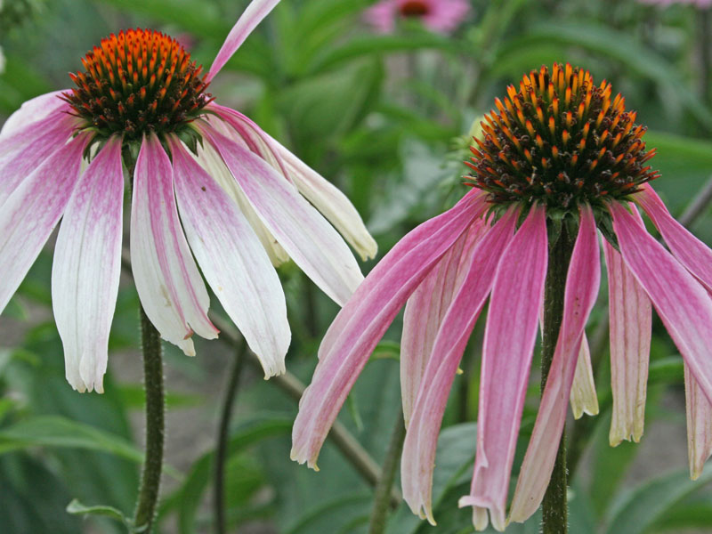 Echinacea purpurea 'JS Pretty Parasols' , Scheinsonnenhut