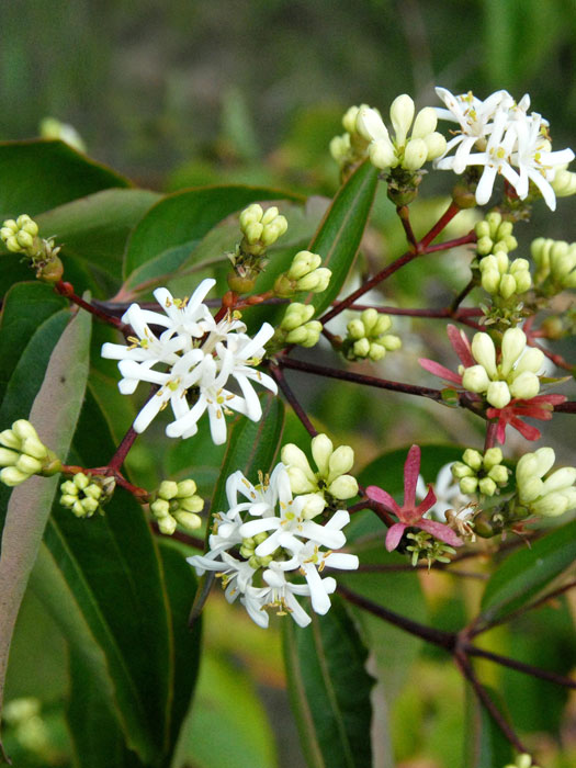 heptacodium-bluete Blüte Sieben Söhne des Himmels Strauch