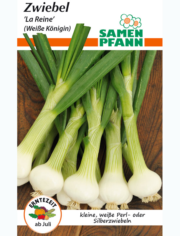 zwiebel-la-reine Lauchzwiebel 'La Reine (Weiße Königin)' (Art.Nr. G915)