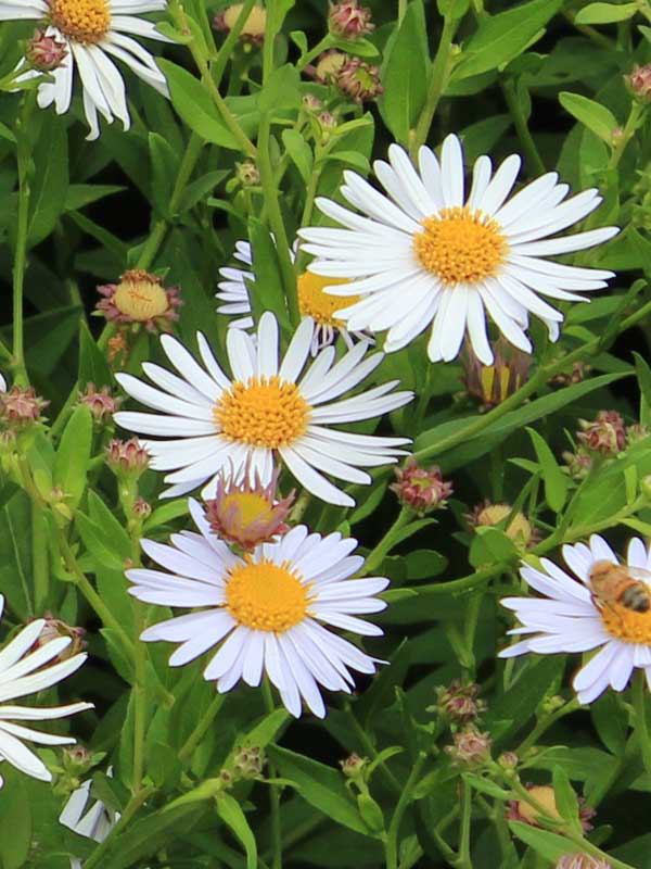 Blueten der Schoenaster Madiva aus der Naehe