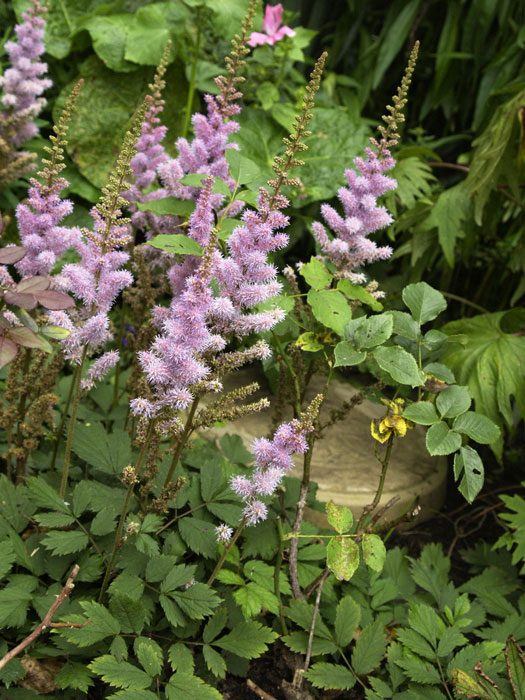 astilbe-chinensis-pumila Blatt und Blüte der kleinen Prachtspiere