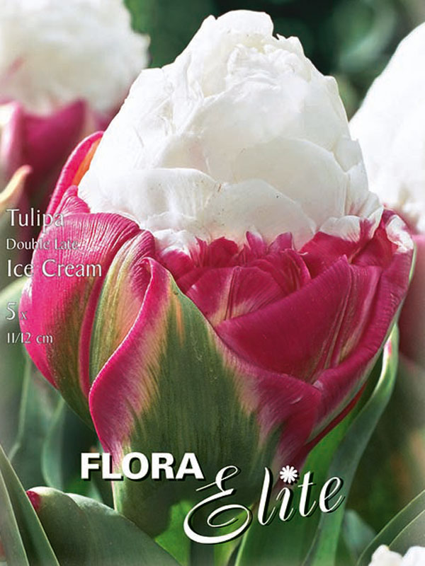 Gefüllte späte Tulpe Ice Cream Gefüllte späte Tulpe Ice Cream weiß mit dunkelrosa Hüllblättern besonders seltenes Blütenmuster
