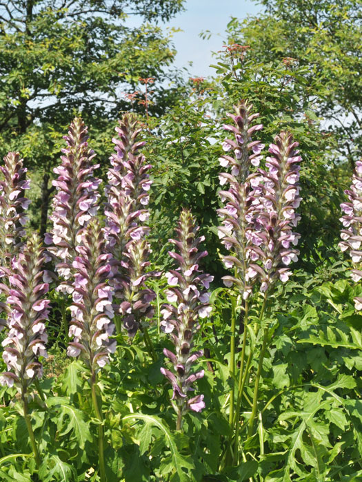 acanthus-hungaricus Acanthus hungaricus, Balkan-Bärenklaue, Stachelähre