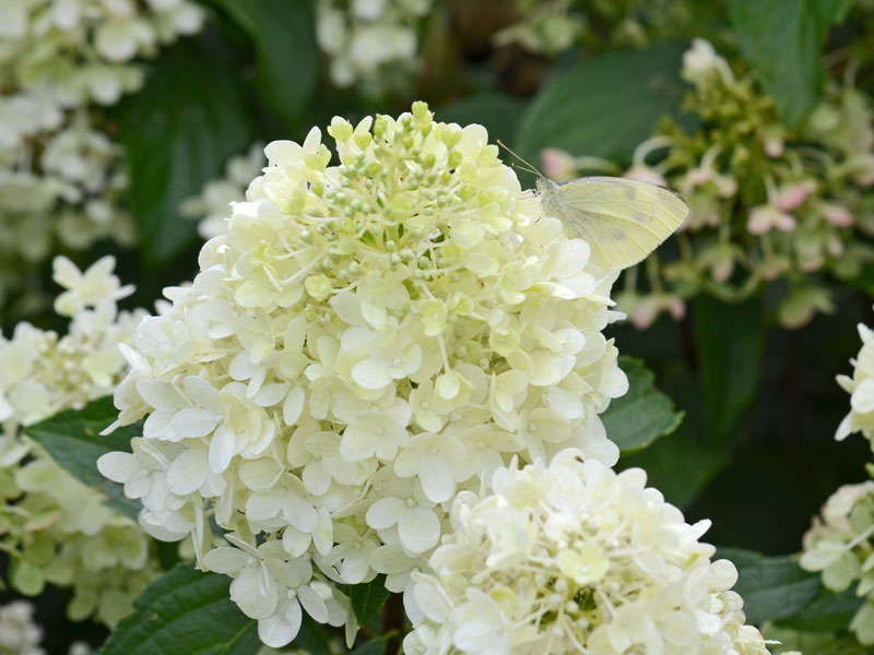 Schmetterling auf Hortensie Bobo Weisser Schmetterling auf einer weissen Bluete der Hortensie Bobo