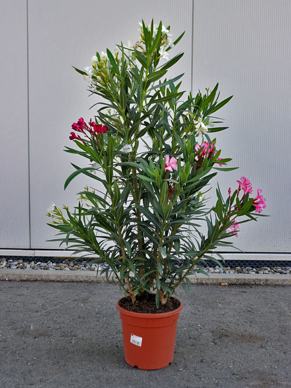 Oleander Tricolor im Topf