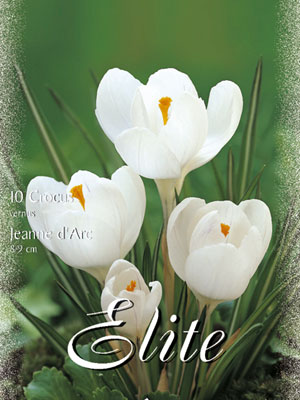 crocus_jeanne_d_arc_vernus Großblumiger Gartenkrokus 'Jeanne D'Arc' (Art.Nr. 596258)