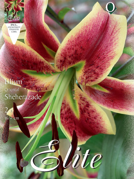 Orientalische Lilien-Hybride 'Sheherazade', Lilium (Art.Nr. 521723)