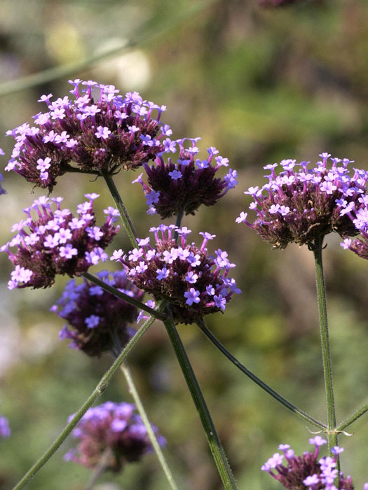 verbena-bonariensis Verbena bonariensis, Patagonisches Eisenkraut, Verbene