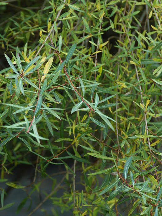 salix-nana55599ea1b0cbd Kugelweide Laub