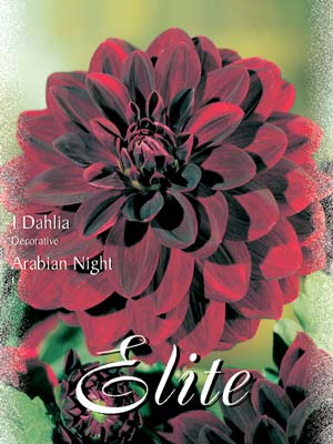 arabian Schmuck-Dahlie 'Arabien Night', Dahlia (Art.Nr. 520128)