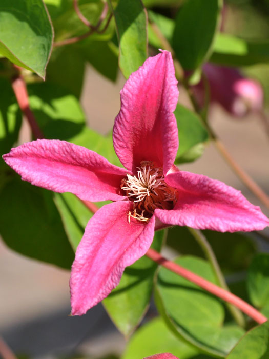 walrebe-princess-diana Die pinke Blüte der Clematis 'Princess Diana'