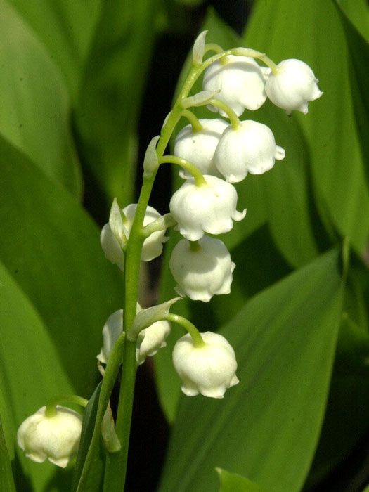 convallaria-majalis-bluete Zierlicher, weißer Blütenstand des Maiglöckchens