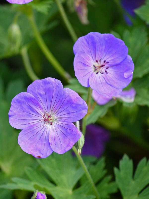 Nahaufnahme der Bluete des Geraniums Rozanne