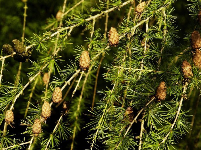 Nadeln und Zapfen einer Larix decidua