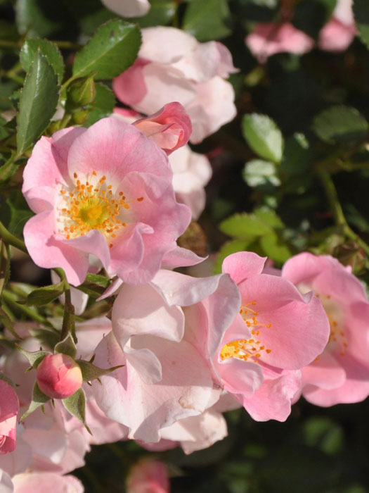 bingo-meidiland-einzel Blühende Rose Bingo Meidiland