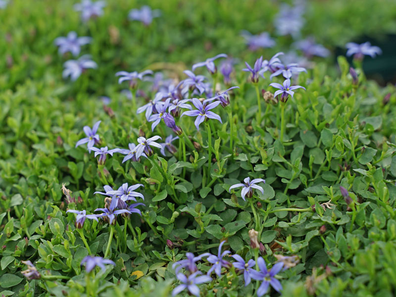 Staudenteppich von Pratia 'Dark Blue'